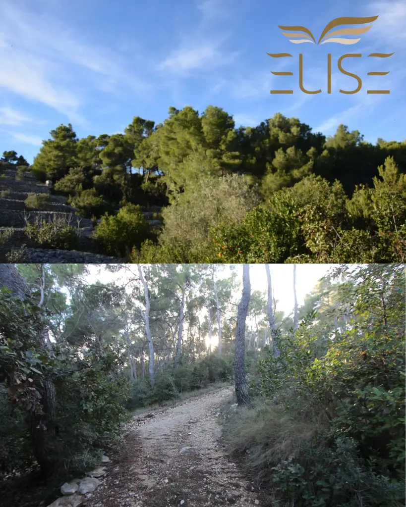 tankaraca web 1.webp