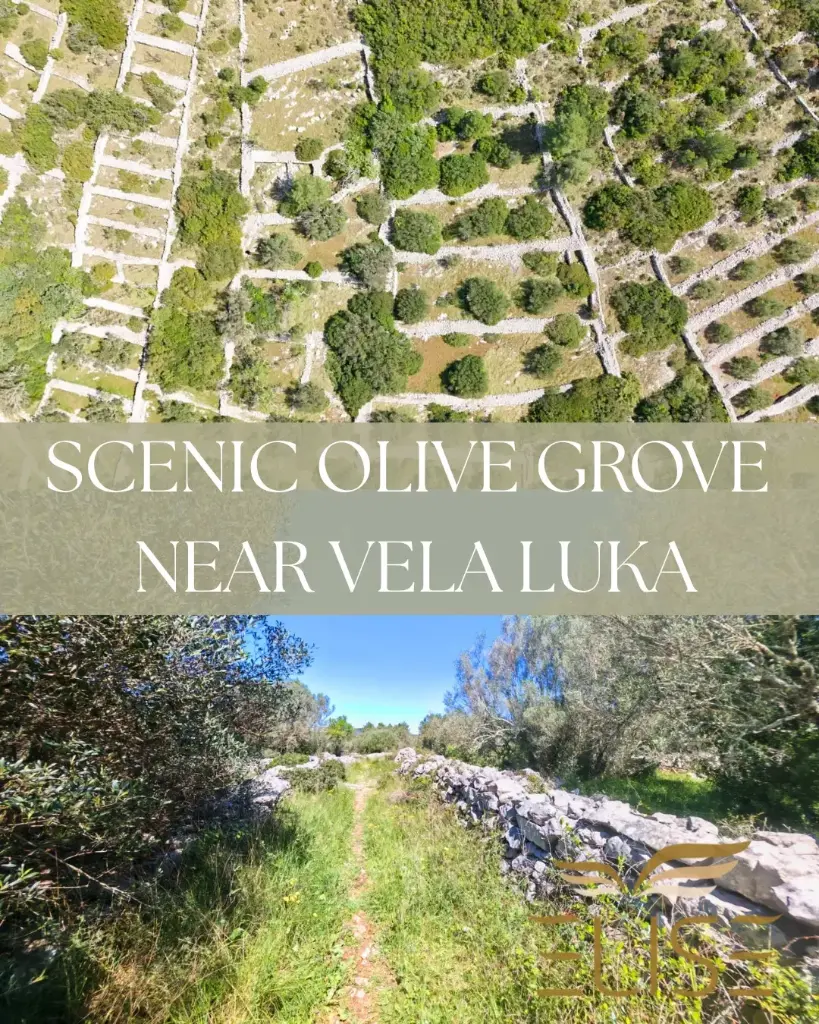 SLIKOVITI MASLINIK NADOMAK VELE LUKE