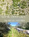 MALERISCHER OLIVENHAIN IN DER NÄHE VON VELA LUKA